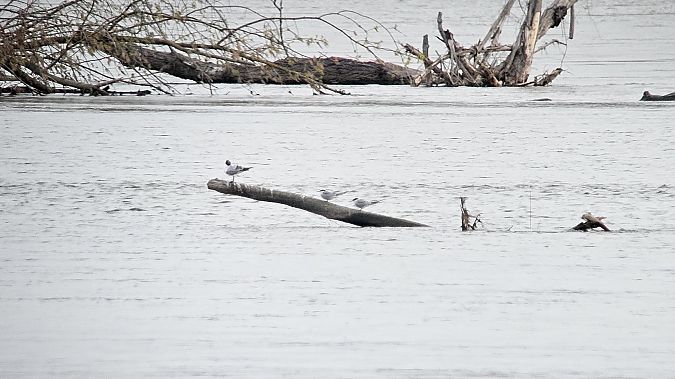rybitwa rzeczna  - Krzysztof Kajzer