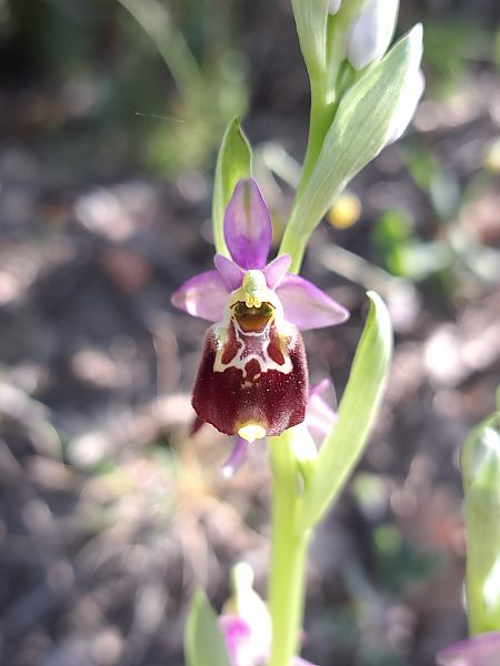 Ophrys fuciflora subsp. druentica  - Emmanuel Cosson