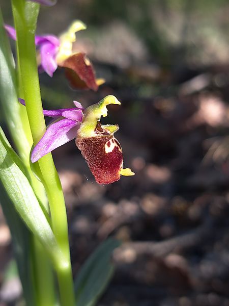 Ophrys fuciflora subsp. druentica  - Emmanuel Cosson