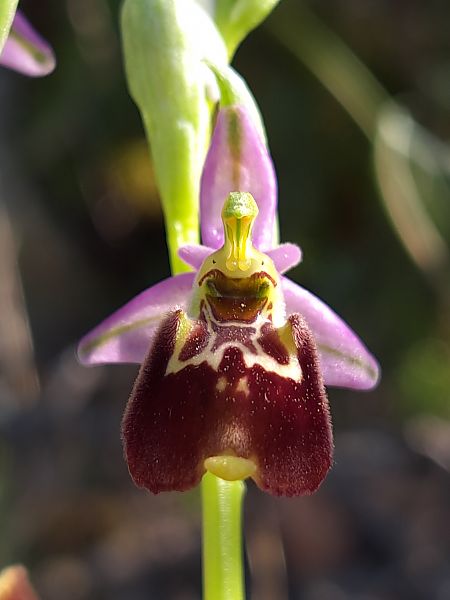 Ophrys fuciflora subsp. druentica  - Emmanuel Cosson