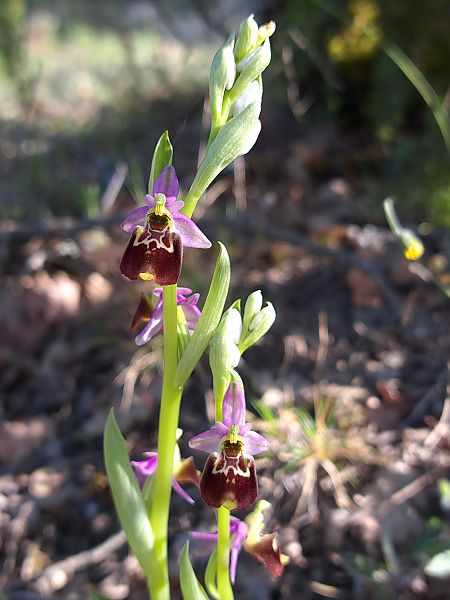 Ophrys fuciflora subsp. druentica  - Emmanuel Cosson