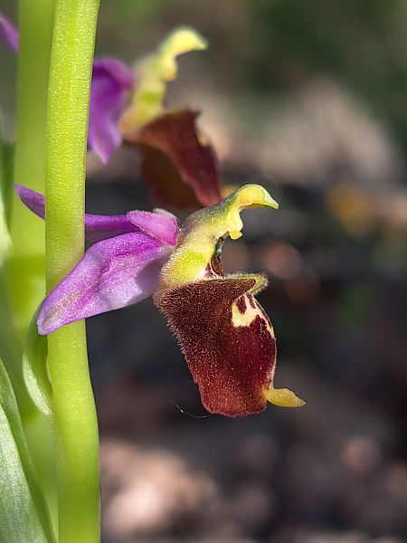 Ophrys fuciflora subsp. druentica  - Emmanuel Cosson