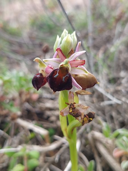 Ophrys morisii  - Bernard Sonnerat