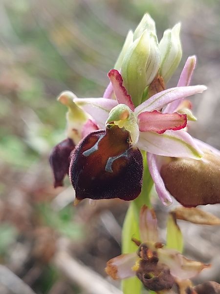 Ophrys morisii  - Bernard Sonnerat