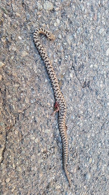 Vipera comune  - Renato Cottalasso