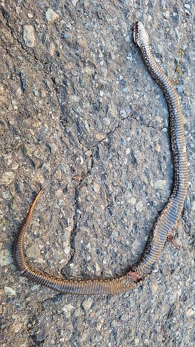 Vipera comune  - Renato Cottalasso