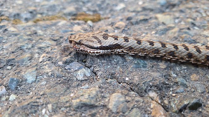 Vipera comune  - Renato Cottalasso