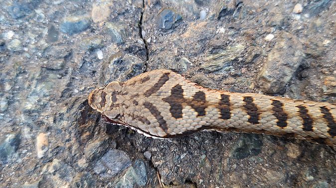 Vipera comune  - Renato Cottalasso