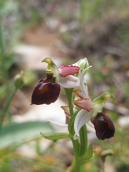 Ophrys morisii  - Bernard Sonnerat