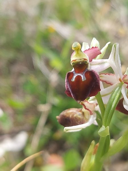 Ophrys morisii  - Bernard Sonnerat