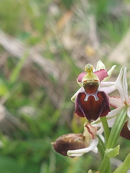 Ophrys morisii  - Bernard Sonnerat