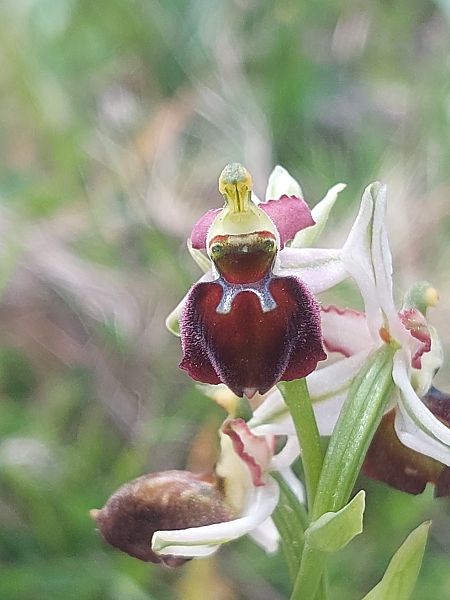 Ophrys morisii  - Bernard Sonnerat