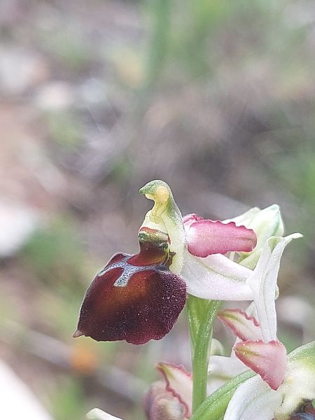 Ophrys morisii  - Bernard Sonnerat