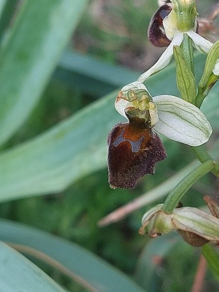 Ophrys panormitana var. praecox  - Bernard Sonnerat