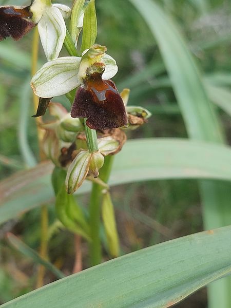 Ophrys panormitana var. praecox  - Bernard Sonnerat