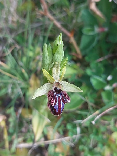 Ophrys incubacea  - Bernard Sonnerat