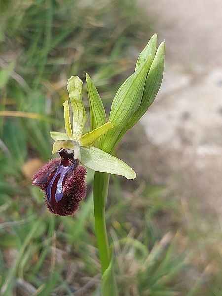 Ophrys incubacea  - Bernard Sonnerat