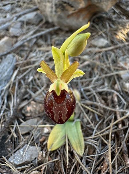 Ophrys exaltata subsp. marzuola  - Roman Monnier