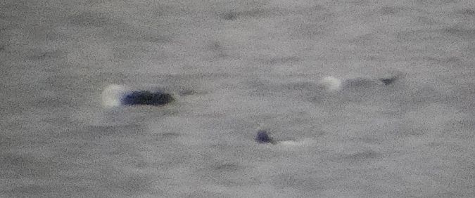 Heringsmöwe (ssp. fuscus)  - Jacek Betleja