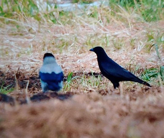 Cornacchia nera  - Michelangelo Lamera
