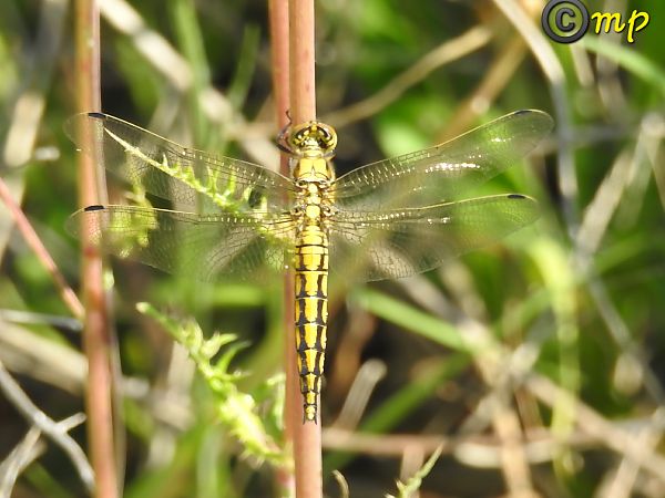 Orthetrum cancellatum  - Mario Paloni