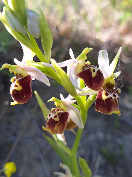Ophrys fuciflora subsp. druentica  - Emmanuel Cosson