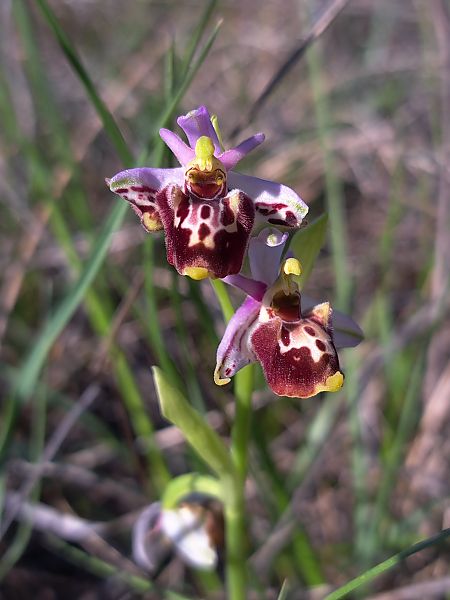 Ophrys fuciflora subsp. druentica  - Emmanuel Cosson