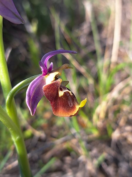 Ophrys fuciflora subsp. druentica  - Emmanuel Cosson