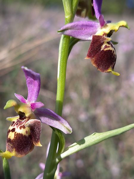 Ophrys fuciflora subsp. druentica  - Emmanuel Cosson