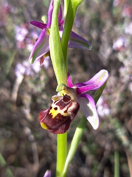 Ophrys fuciflora subsp. druentica  - Emmanuel Cosson