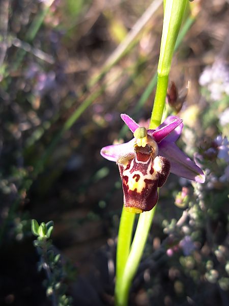 Ophrys fuciflora subsp. druentica  - Emmanuel Cosson
