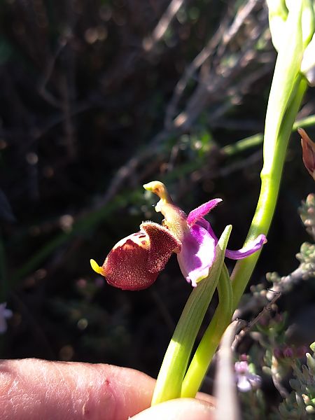 Ophrys fuciflora subsp. druentica  - Emmanuel Cosson