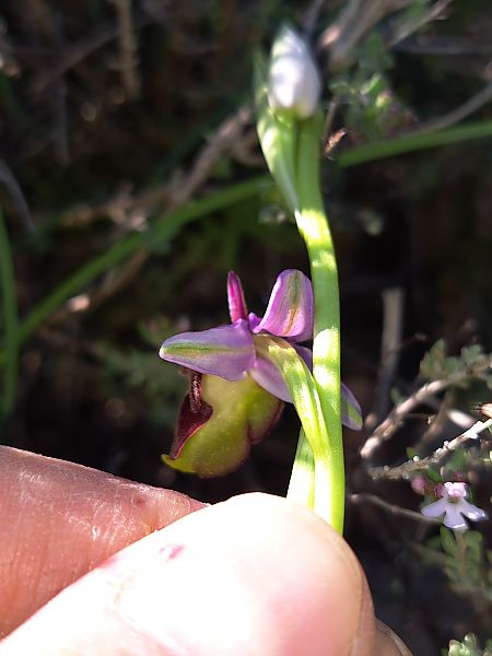 Ophrys fuciflora subsp. druentica  - Emmanuel Cosson