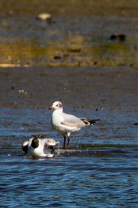 Mouette mélanocéphale  - Timon Bock