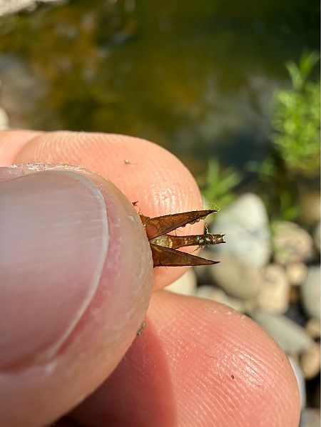 Odonata sp.  - Andrea Galimberti