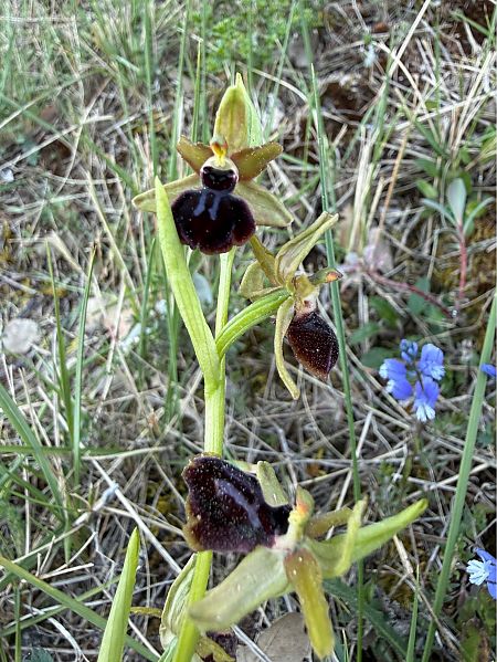 Ophrys passionis  - Pep Sole