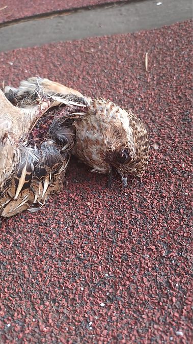 Guatlla  - Pere Alzina i Bilbeny