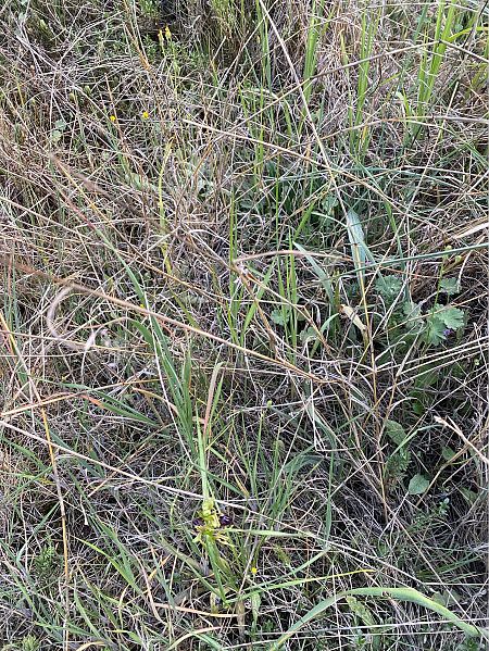 Ophrys passionis  - Cesc Vidal Vilaseca