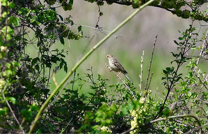 Grauammer  - Renato Sascor