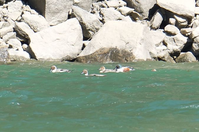 Mestolone  - Florian Gasser