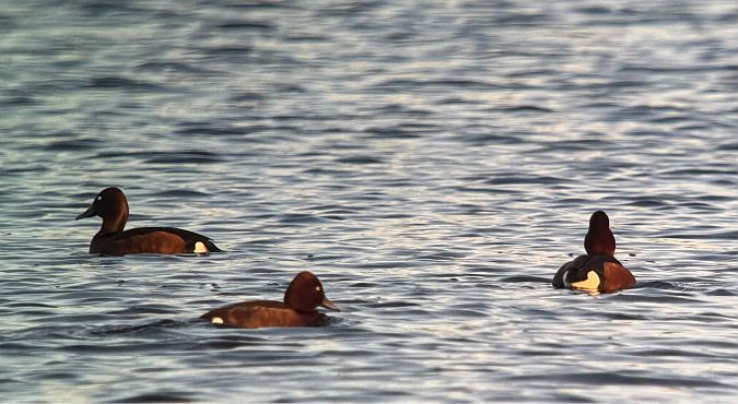 podgorzałka  - Artur Andrzejewski