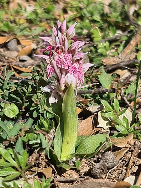 Neotinea lactea  - Christian Fleury