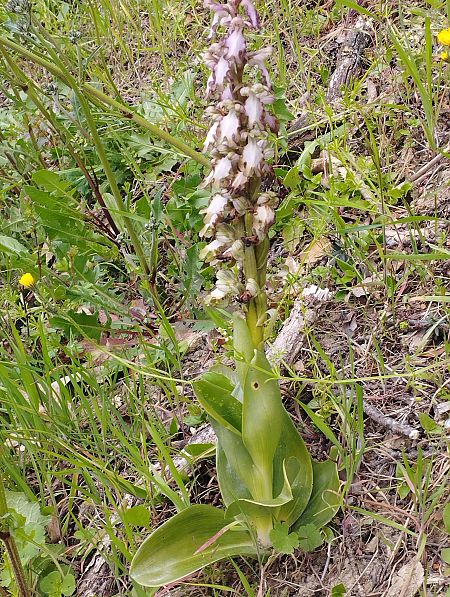 Himantoglossum robertianum  - Gérard Joseph