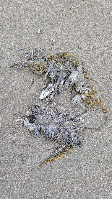 Fratercula arctica  - Gonzalo Torre