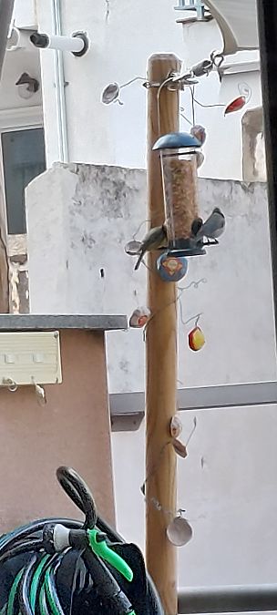 Mallerenga carbonera  - Elia Martinez