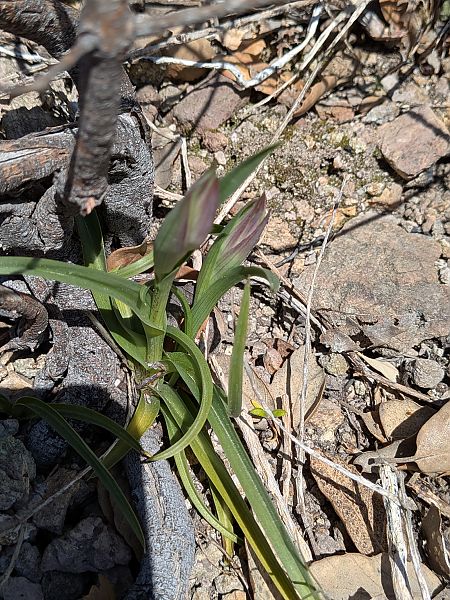 Serapias neglecta  - Patrick Benoit