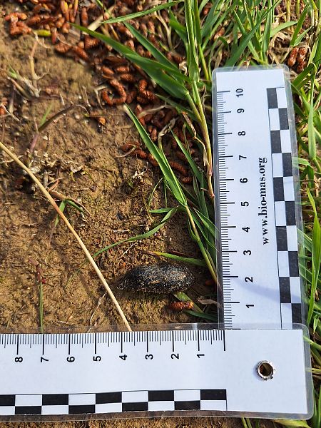 Coipú  - Roc Palmarola Icart