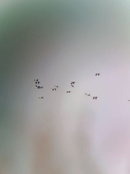 Cigonya blanca  - Nil Redon