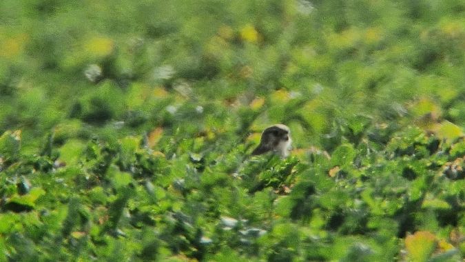 drzemlik  - Samuel Odrzykoski