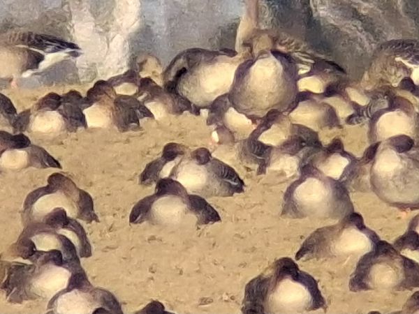 gęś mała  - Wojciech Siuda